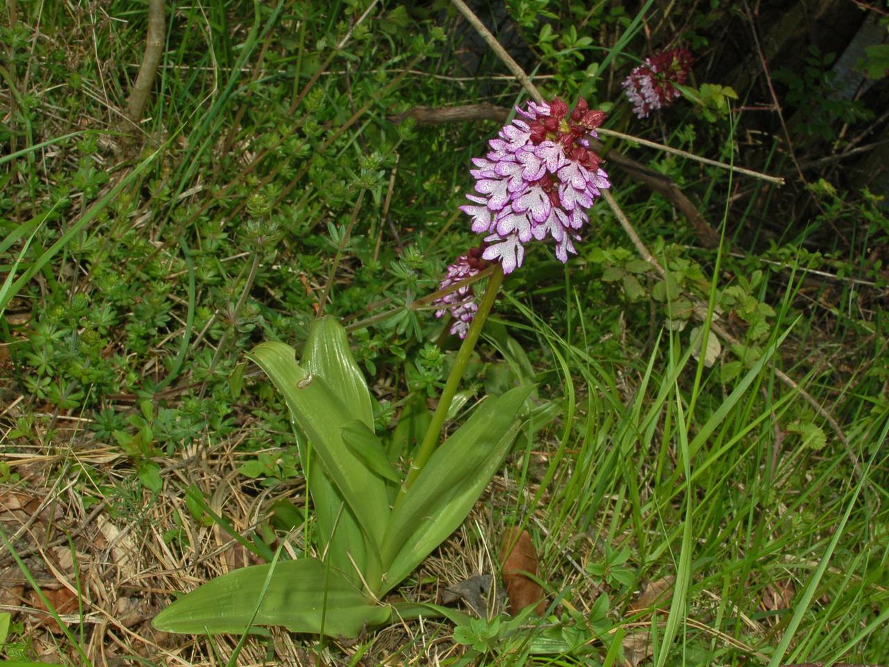 Orchis purpurea e O. morio